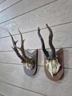 2 mooie ree geweien samen € 17.50 jacht hut mancave d55, Ophalen of Verzenden, Gebruikt, Hert, Gewei of Kop