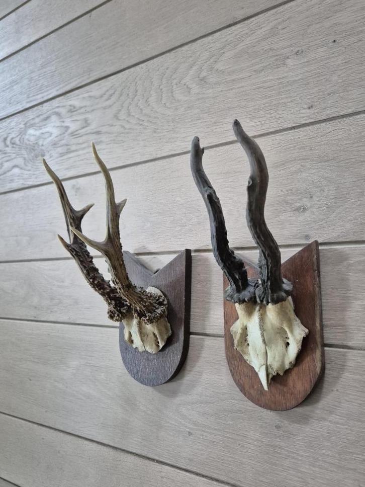 2 mooie ree geweien samen € 17.50 jacht hut mancave d55, Verzamelen, Dierenverzamelingen, Gebruikt, Gewei of Kop, Hert, Ophalen of Verzenden
