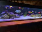 2m aquarium 200x50x50 opknapper 500L, Dieren en Toebehoren, Vissen | Aquaria en Toebehoren, Ophalen, Zo goed als nieuw, Leeg aquarium