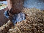 Te koop , mooi rammetje, Dieren en Toebehoren, Konijnen, Mannelijk, Middelgroot, 0 tot 2 jaar