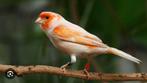 Gezocht kanarie popjes - voorjaar 2024 of jonger!, Dieren en Toebehoren, Vogels | Kanaries, Vrouwelijk, Kleurkanarie