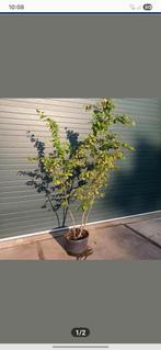 Meerstammige struiken parrotia persica, Ophalen of Verzenden, Lente, Volle zon, Overige soorten