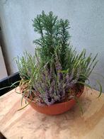 Te koop terracotta schaal met Heide plantjes, lelie gras, Tuin en Terras, Planten | Bomen, Ophalen, Volle zon, Overige soorten
