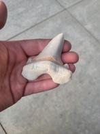 Otodus Sokolovi haaientand Marokko, Ophalen of Verzenden