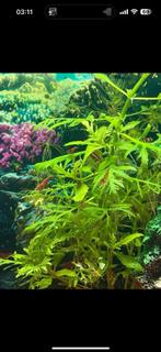 Uitgeselecteerde red sukura garnalen, Dieren en Toebehoren, Vissen | Aquaria en Toebehoren, Ophalen of Verzenden, Zo goed als nieuw