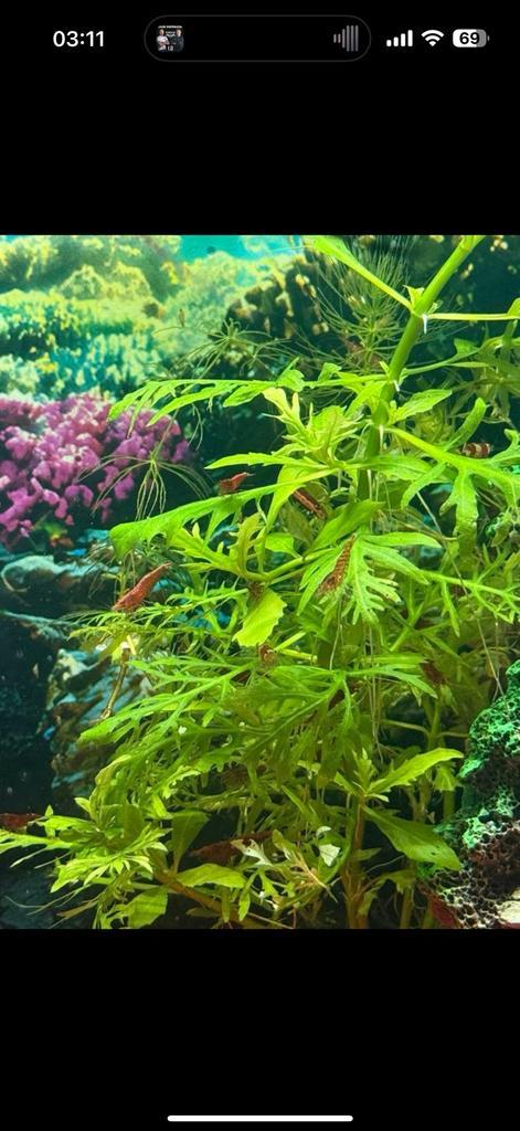 Uitgeselecteerde red sukura garnalen, Dieren en Toebehoren, Vissen | Aquaria en Toebehoren, Zo goed als nieuw, Ophalen of Verzenden