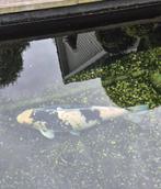 Koi karpers te koop, Karper of Koi