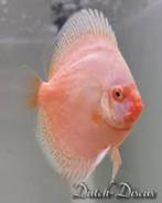 dutch discus albino royal 5-6 cm, Dieren en Toebehoren, Vissen | Aquariumvissen, Vis, Zoetwatervis, Schoolvis