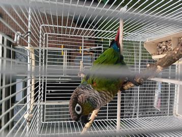 Papagaai  beschikbaar voor biedingen