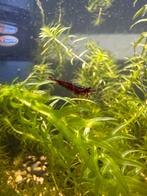 Mini japonica garnalen, Dieren en Toebehoren, Vissen | Aquariumvissen, Kreeft, Krab of Garnaal