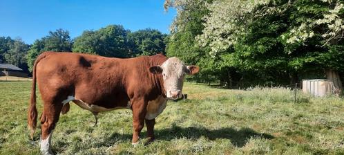 Te koop Hereford dekstier, Dieren en Toebehoren, Runderen, Mannelijk