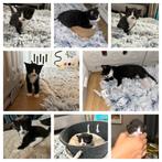 Maine Coon X kittens, Dieren en Toebehoren, Katten en Kittens | Raskatten | Korthaar, Poes, Gechipt