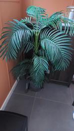 Neppe plant, Huis en Inrichting, Kamerplanten, Ophalen, Halfschaduw, Minder dan 100 cm
