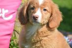 Nova scotia duck tolling retriever pups of Toller pup, België, Overige rassen, 8 tot 15 weken, Teef