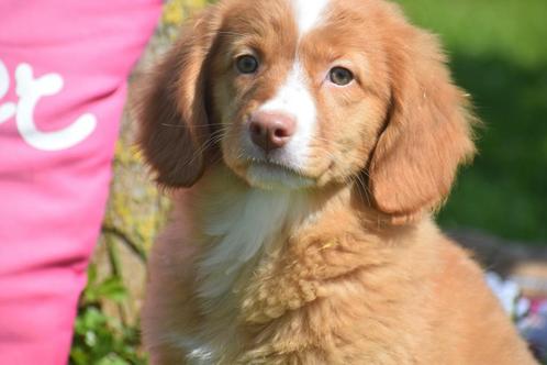 Nova scotia duck tolling retriever pups of Toller pup, Dieren en Toebehoren, Honden | Retrievers, Spaniëls en Waterhonden, Teef