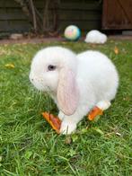 Schattige raszuivere Minilop konijntjes met blauwe oogjes, Dieren en Toebehoren, Konijnen, Meerdere dieren, Middelgroot, 0 tot 2 jaar