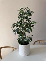Ficus Benjamina weeping fig plantje plant inclusief sierpot, Huis en Inrichting, Ophalen, Ficus, Halfschaduw, In pot