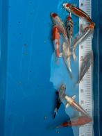 Japanse Koi 1 jaar, Karper of Koi