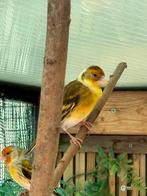 Bonte bastaard putter, Dieren en Toebehoren, Vogels | Overige Vogels, Mannelijk, Wildzangvogel