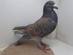 Kleurpostduif kleurpostduiven, Dieren en Toebehoren, Mannelijk, Postduif