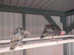 Kalkoenkuikens, Dieren en Toebehoren, Pluimvee, Meerdere dieren, Kalkoen