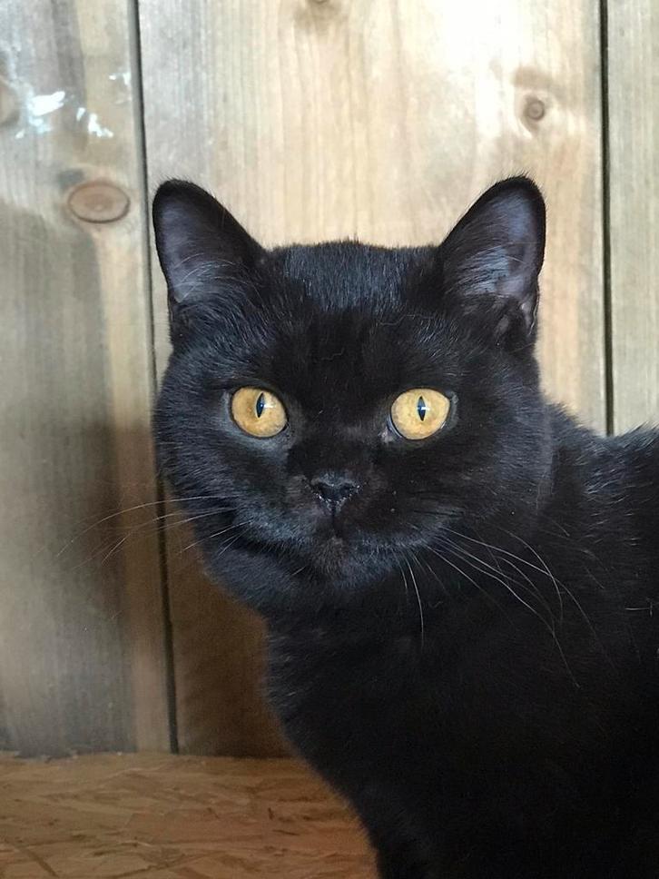 Brits kortharen MET stamboom KLAAR VOOR VERHUIS, Dieren en Toebehoren, Katten en Kittens | Raskatten | Korthaar, Meerdere dieren
