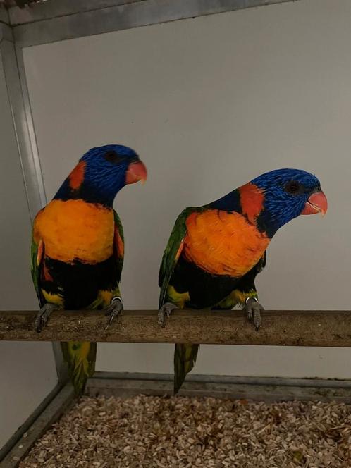 Koppel roodnek lori's., Dieren en Toebehoren, Vogels | Parkieten en Papegaaien