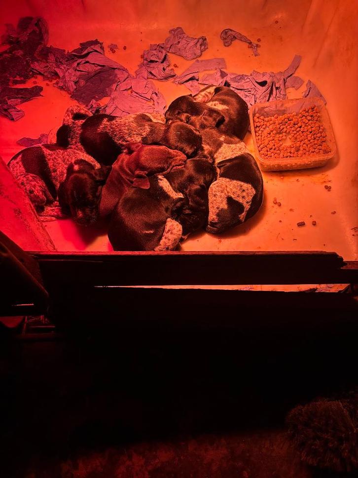 Duitse staande pups, Dieren en Toebehoren, Honden | Setters en Staande honden, Meerdere dieren, Duitse Staande hond, Fokker | Hobbymatig