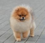 Pomeranian dekrue pomeriaan dekrue 16cm, Dieren en Toebehoren, Honden | Poolhonden, Keeshonden en Oertypen, Rabiës (hondsdolheid)