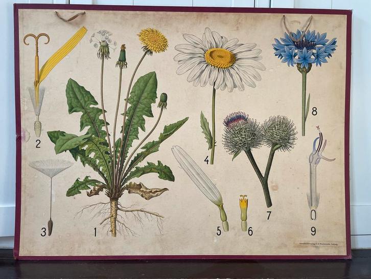 Oude schoolplaat akkerkruiden: paardenbloem, margriet, koren, Antiek en Kunst, Antiek | Schoolplaten, Natuur en Biologie, Ophalen