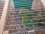 Pruimekop, Dieren en Toebehoren, Vogels | Parkieten en Papegaaien, Meerdere dieren, Parkiet