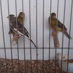 Kanaries, Dieren en Toebehoren, Mannelijk, Kleurkanarie