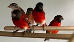 Sijzen kapoetensijs, Dieren en Toebehoren, Meerdere dieren, Wildzangvogel, Geringd