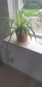 Graslelie in bloei - Chlorophytum comosum, Huis en Inrichting, Kamerplanten, Ophalen, Halfschaduw, Minder dan 100 cm