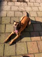 Mechelse herder, Teef, Eén hond, Nederland, Particulier
