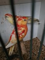 Koppel roodruggen, Dieren en Toebehoren, Meerdere dieren, Parkiet