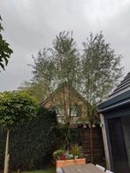 Gratis wilgentakken om wilgenbomen te creëren., Tuin en Terras, Ophalen of Verzenden, Volle zon, Overige soorten
