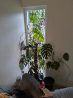 Grote monstera jungle plant excl pot 1.80m, Ophalen, Vaste plant, Overige soorten, Halfschaduw