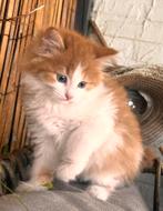 Maine coon kruising 3/4, Dieren en Toebehoren, Katten en Kittens | Raskatten | Langhaar, Meerdere dieren, Ontwormd, 0 tot 2 jaar