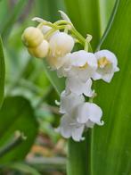 Onbespoten Bio-geteelde Lelietjes van Dalen Lily o.t. Valley, Ophalen, Voorjaar, Zaad