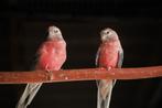 Bourke en Turquoisine; neophema's in allerlei kleuren!, Meerdere dieren, Parkiet