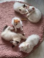 Siberische Noorse boskat kittens, Dieren en Toebehoren, Meerdere dieren