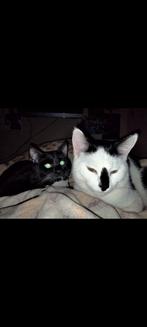 2 katers broertjes, Dieren en Toebehoren, Katten en Kittens | Overige Katten, Kater