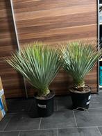 Yucca rostrata, Volle zon, Vaste plant, Zomer, Ophalen