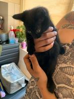 3 lieve kittens, Dieren en Toebehoren, Katten en Kittens | Overige Katten, 0 tot 2 jaar