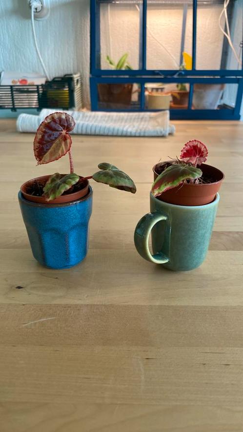Begonia Burkillii, Huis en Inrichting, Kamerplanten, Overige soorten, Minder dan 100 cm, Ophalen of Verzenden