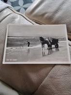 oude fotokaart Zee en Duin paarden kar 1952, Ophalen of Verzenden