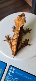 Wimpergekko vrouwtje(crested gecko), Dieren en Toebehoren, Reptielen en Amfibieën