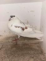 Rood tijger doffer, Dieren en Toebehoren, Vogels | Duiven, Mannelijk, Kropper