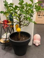 Citroenboompje in pot - heerlijk geurend!, Overige soorten, Lente, Minder dan 100 cm, Ophalen